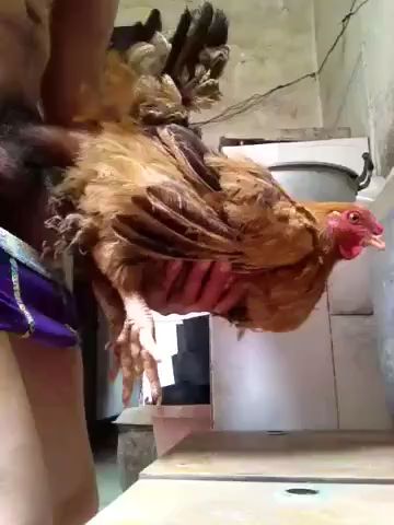 小哥哥操鸡好爽